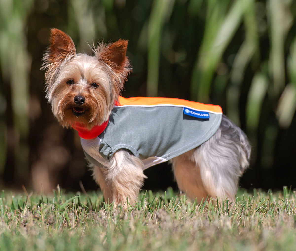 bArctic Light Therapy Dog Shirt – Coolvio