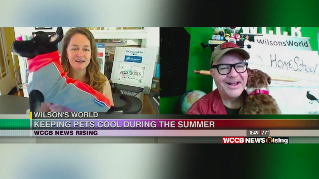 Wilson’s World: Getting An Update On Local Small Business, Coolvio